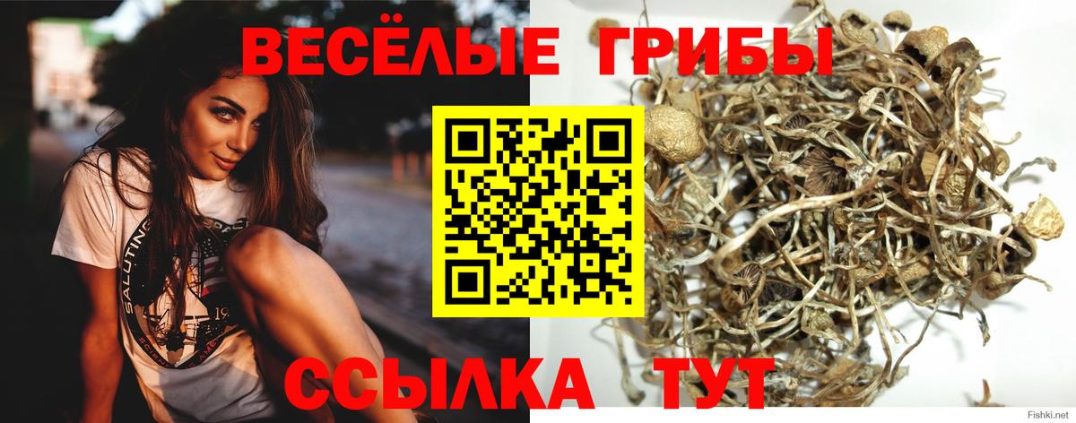 Галлюциногенные грибы Psilocybe Самара